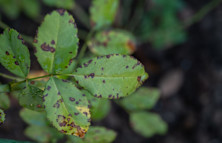 How to Fix Brown Spots on Leaves Fast
