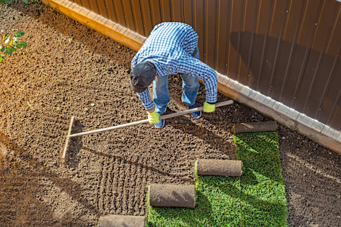 A man is laying a new lawn