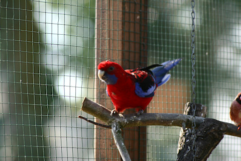 crimson-rosella