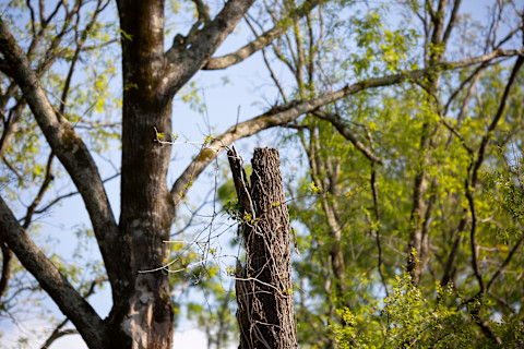 Tree diseases 2