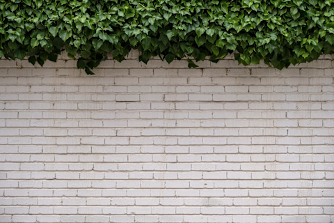 White lime washed brick wall with wall covering ivy on the top