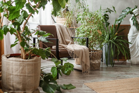 Easy Care House Plants: Effortless Greenery