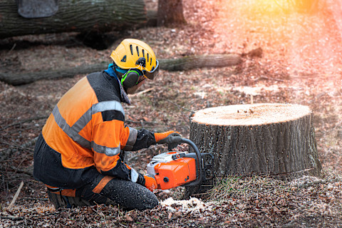 Man working on a tree stump with a chainsaw.
