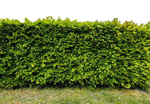 hedge removal 1 (1)