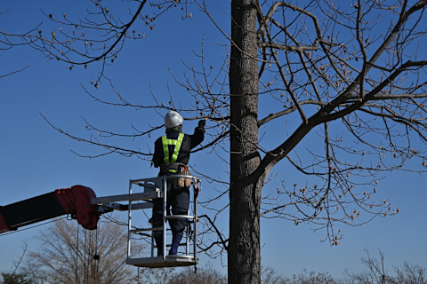  A scene of tree maintenance work in the park. Background material of people working in the park.