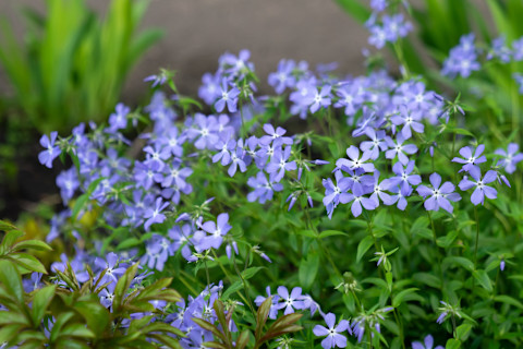all year round flowers 4