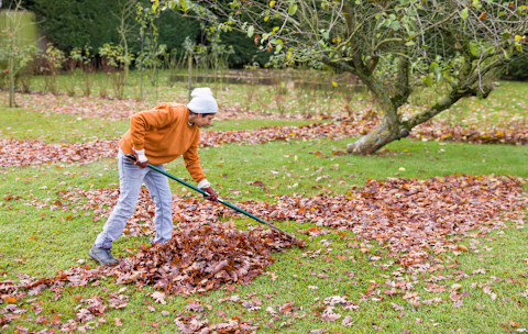 Gardener raking leaves
