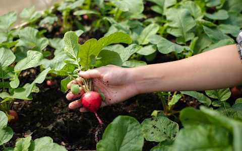 radish-picking