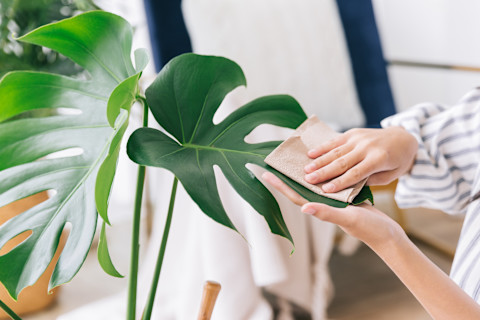 monstera-leaves