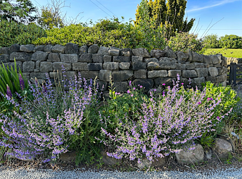 Traditional dry stone wall made of stacked natural stones without mortar, surrounded by lush greenery and purple flowering plants in a rural garden setting.