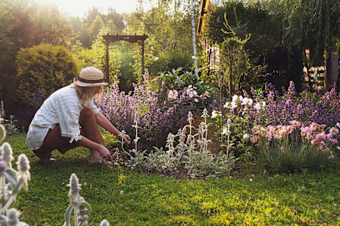 Garden Tips For Summer
