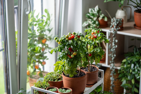 Indoor garden ideas 2
