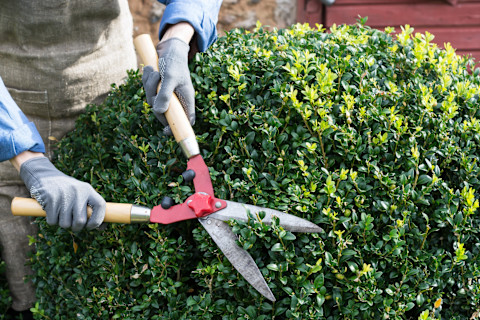woman-trimming-shrubs