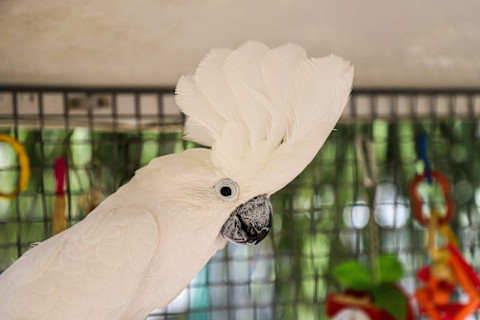 white-umbrella-cockatoo