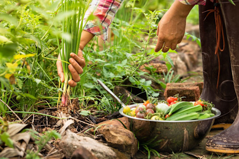 This image shows a gardener harvesting fresh vegetables in an organic garden during harvest season.