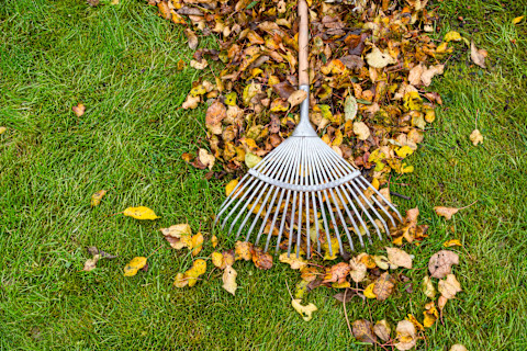 This image shows a rake lying on top of brown leaves on a green lawn.