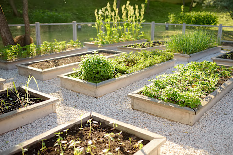 raised-beds-with-pathways