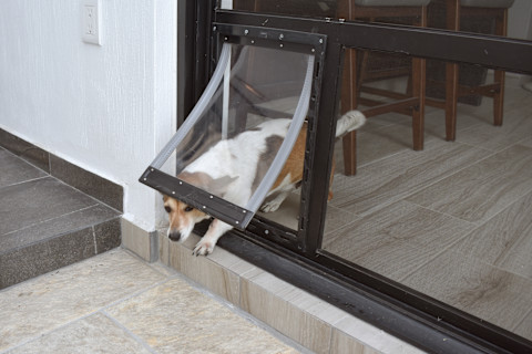 A small dog entering a house through a dog flap.