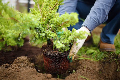 This image shows a gardener wearing gloves planting a juniper shrub in a garden bed during seasonal yard work. A hole has been made for the shrub and soil is in view.