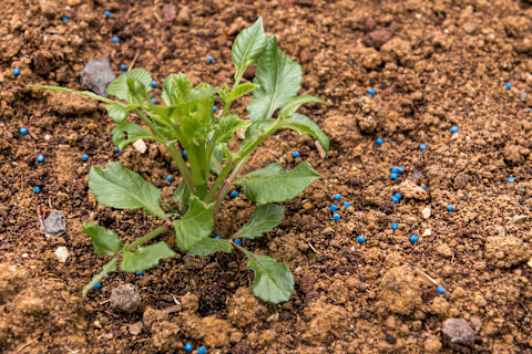 slug-damaged-plant