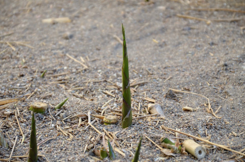 Bamboo removal 2