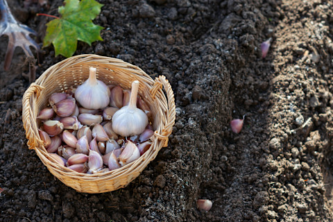 freshly-picked-garlic-cloves