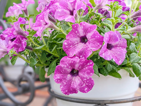 Balcony plants 3
