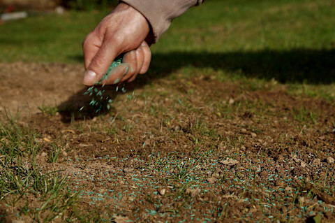 Close-up of a hand spreading grass seed over soil during springtime lawn care.