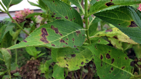 Plant diseases 3