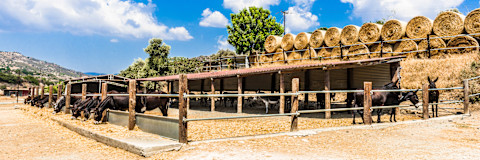 Black and brown colour horses inside a stable protected by fence.