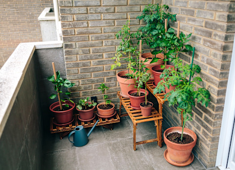 Balcony plants 4