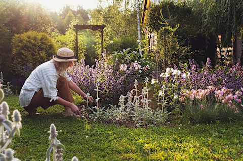 Flowers for garden 2
