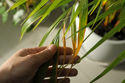 This image shows a person inspecting a houseplant with visible leaf blight disease, showing yellowing leaves.