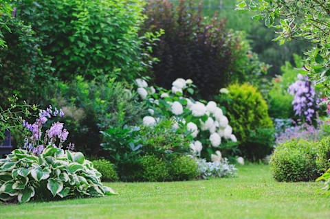 This image shows a lush garden in the summertime with blooming bushes with white and purple flowers.