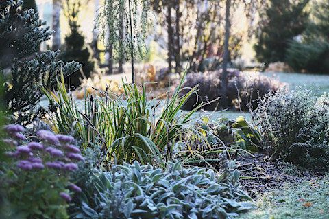 winter garden 2