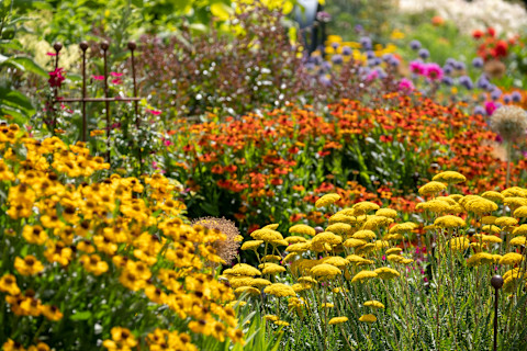 Colourful mixed flower borders in a UK garden. The several extensive flower beds have mainly perennial plants growing in them, with distinctive colours of yellow, orange, pink, and purple visible.