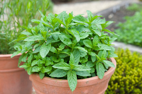mint-in-plant-pot