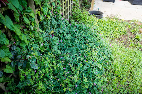 A lush garden corner brimming with greenery and dotted with purple flowers. Various plants, including tall grasses, climbing ivy, and flowering shrubs, thrive next to a wooden lattice fence on the left, creating a vibrant patchwork of textures and shades of green. Sunlight filters through, highlighting the natural vibrancy of the foliage. In the background, a black container and a patio area with outdoor furniture suggest a residential setting.
