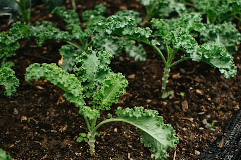 kale-growing-in-garden