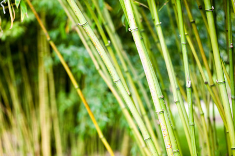 Bamboo removal 1