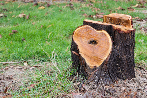 A severed tree stump in a park, cut into the shape of a heart, surrounded by cut grass and fallen leaves.