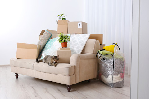 cat-on-beige-couch