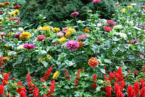 flowerbed-on-cloudy-day