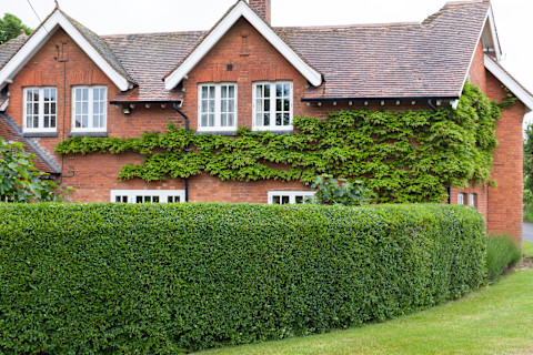Hedging Plants