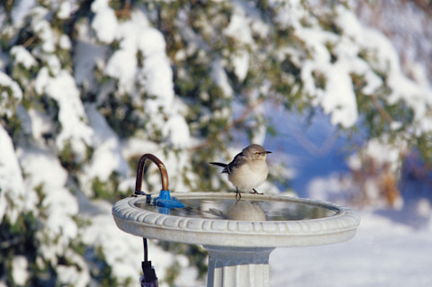 Birdbath in the winter