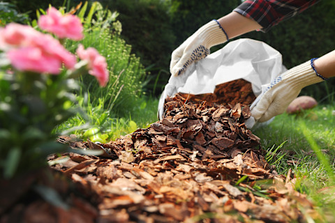 gardener adding mulch