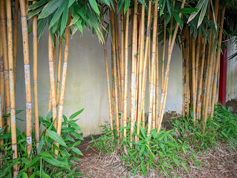 Thick bamboo plants growing in a garden with lush green leaves and tall stems, creating a natural and serene landscape.