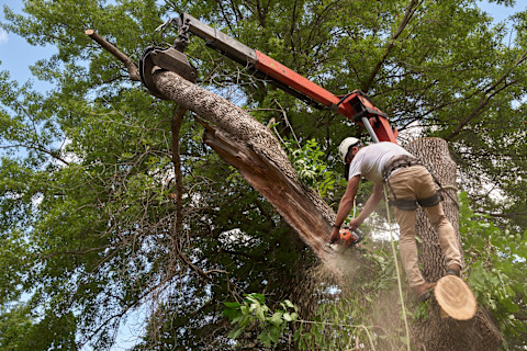 Tree Surgeon on a Diseased Tree