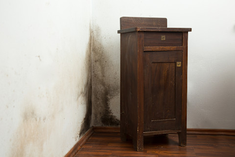 Cleaning black mould 2