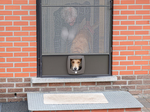 Dog flap 1